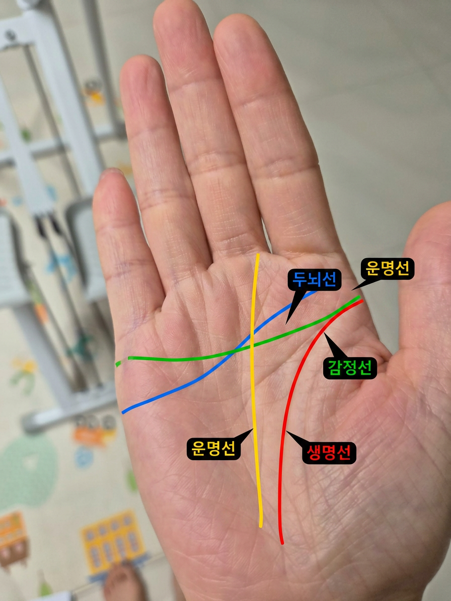 손금 분석 결과