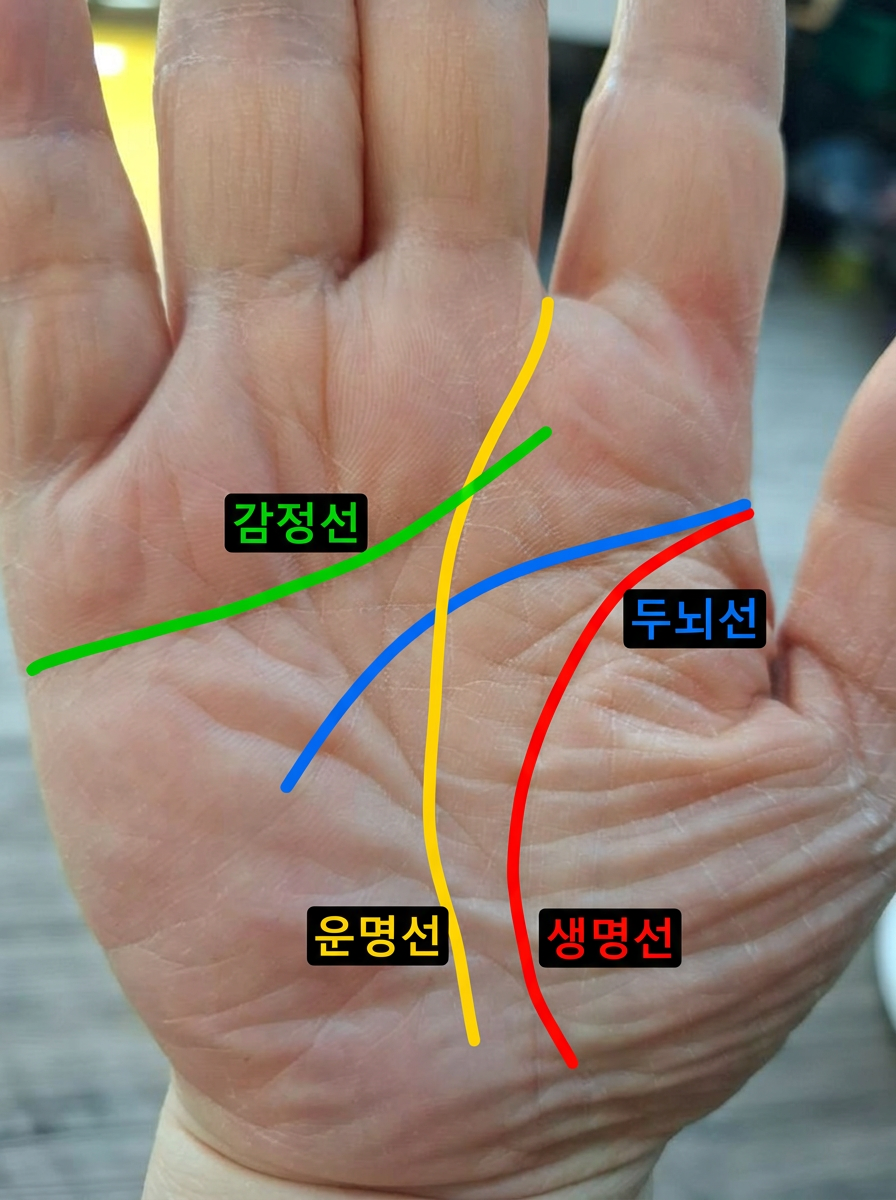 손금 분석 결과