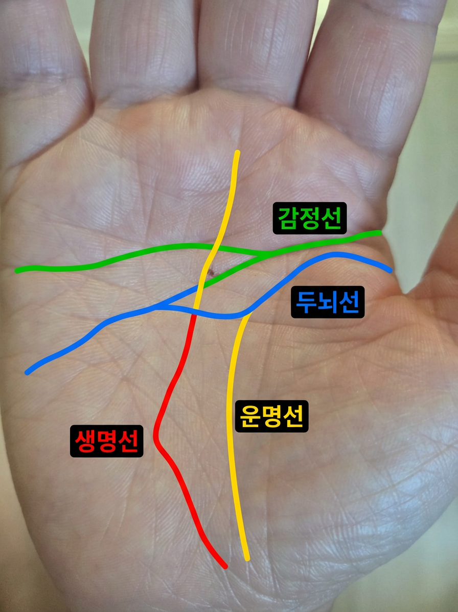 손금 분석 결과