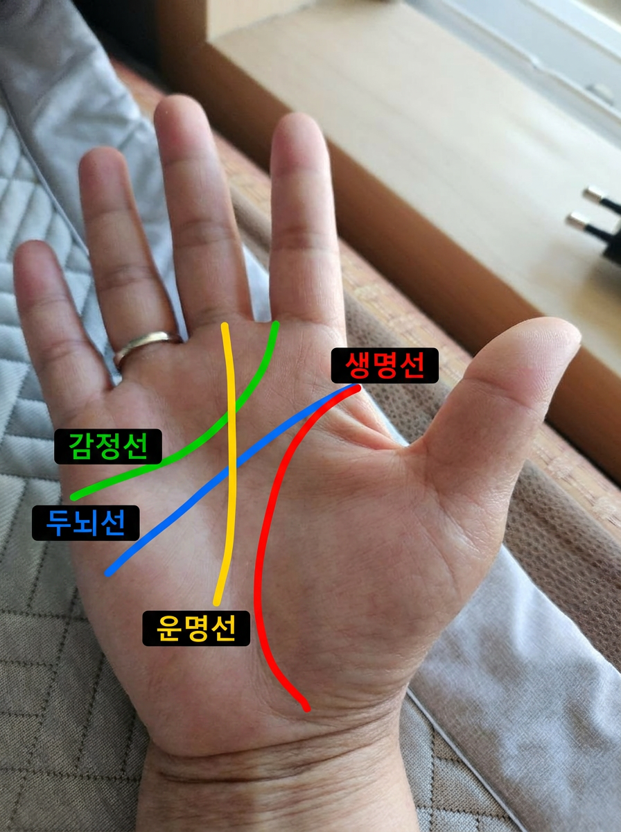 손금 분석 결과