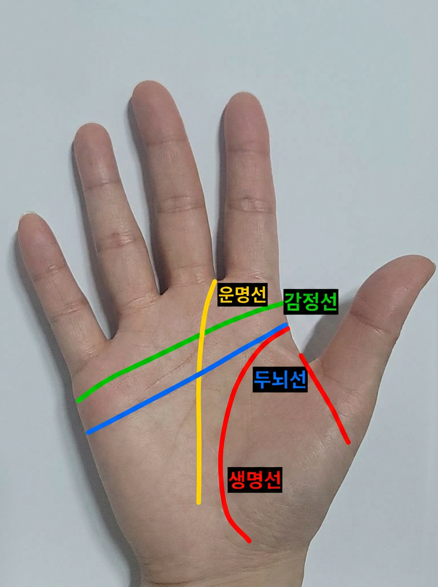 손금 분석 결과